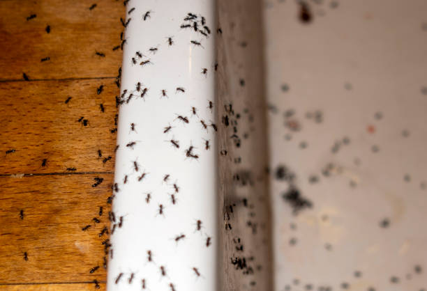 Best Pest Prevention Services  in Pisgah, AL