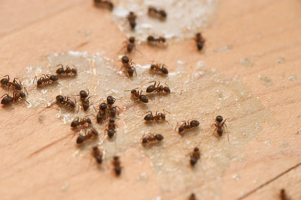 Best Termite Control Services  in Pisgah, AL