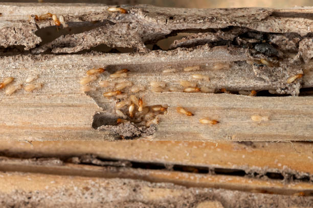 Best Best Pest Control Companies  in Pisgah, AL