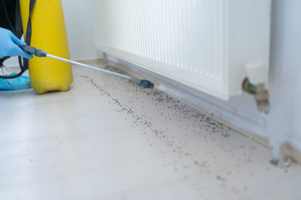 Best Wasp Removal Services  in Pisgah, AL